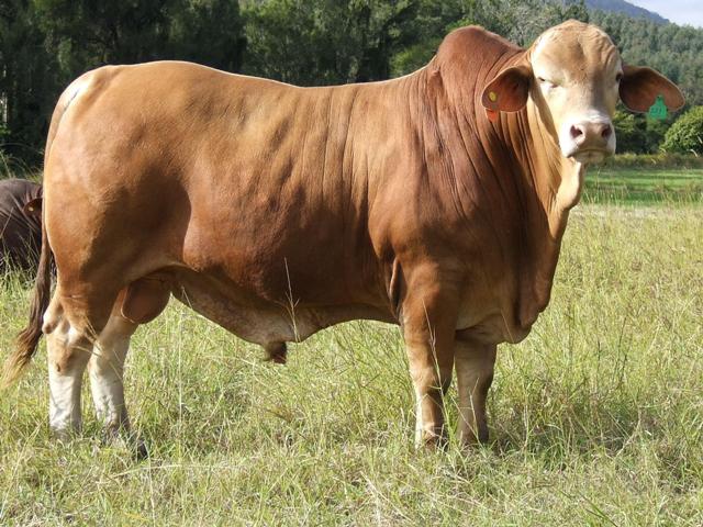 Bryvonlea Jaffa
